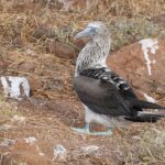 blue-footed boobie
