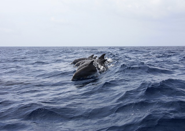 dolphins at sea